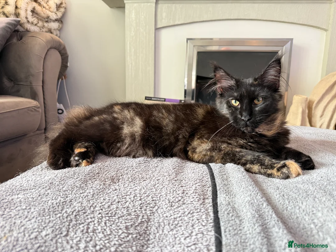 Maine Coon cats for sale:  Maine Coon Kittens Looking for Loving Homes 🐾 - Advert 15