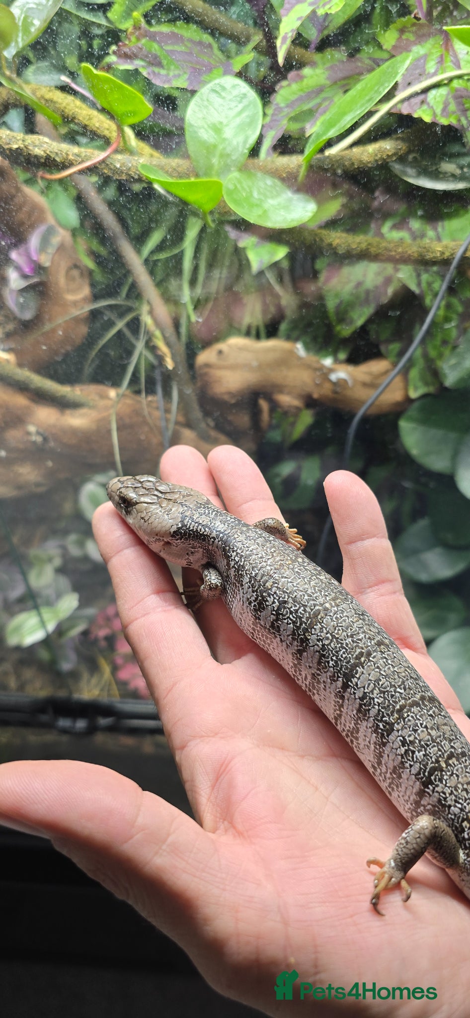 Skink reptiles for sale: Proven Female pink tounge skink - Advert 1