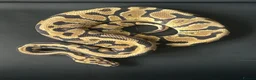 Python Snake reptiles for sale: Royal Python Male Spotnose, Fire, Het Clown - Advert 6