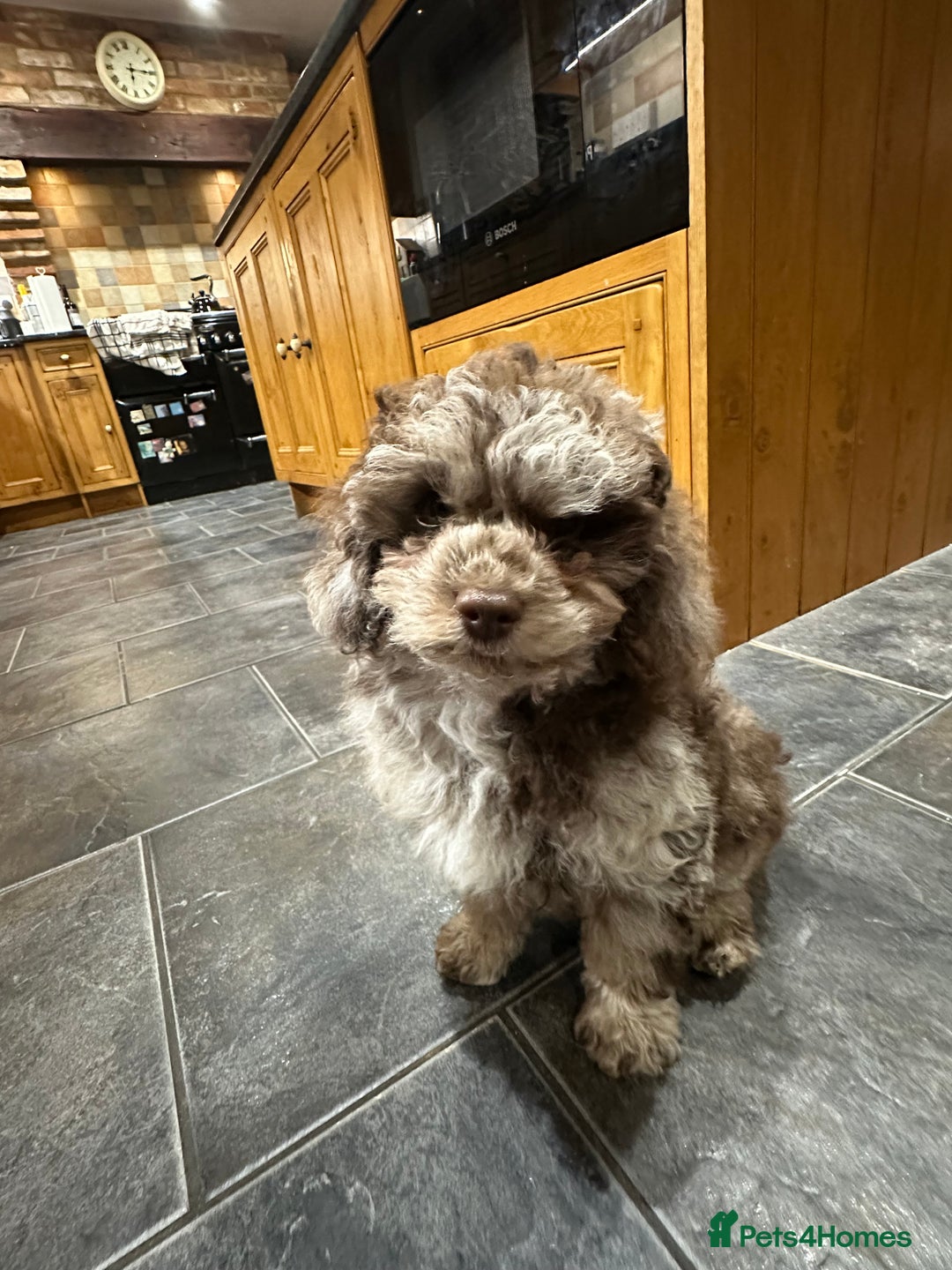 Toy Poodle dogs for sale: Adorable Merle Toy Poodle  - Advert 2