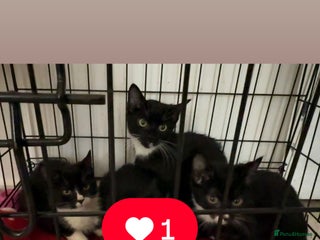 Bombay cats Black and white kittens - Advert 1