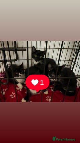 Bombay cats Black and white kittens - Advert 1