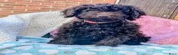 Spanish Water Dog dogs for sale: Spanish water dog - Advert 14