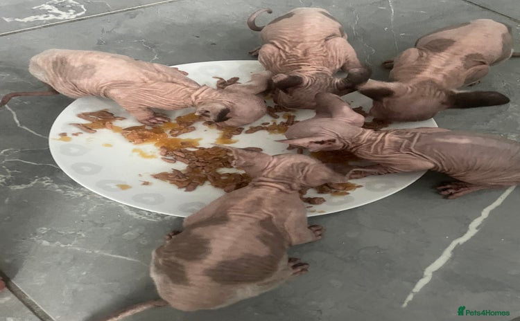 Sphynx cats - Advert 1