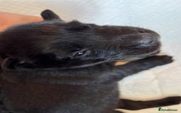 Labrador Retriever dogs for sale: Labrador puppies - Image 7