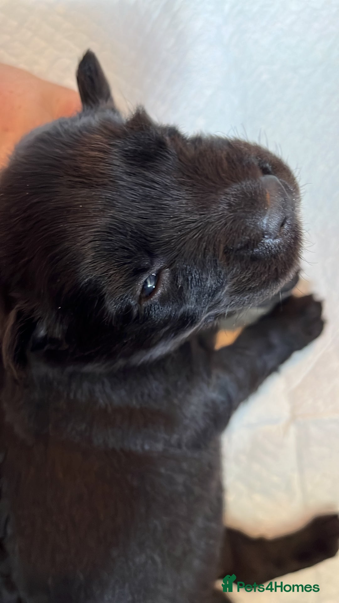 Labrador Retriever dogs for sale: Labrador puppies - Image 7