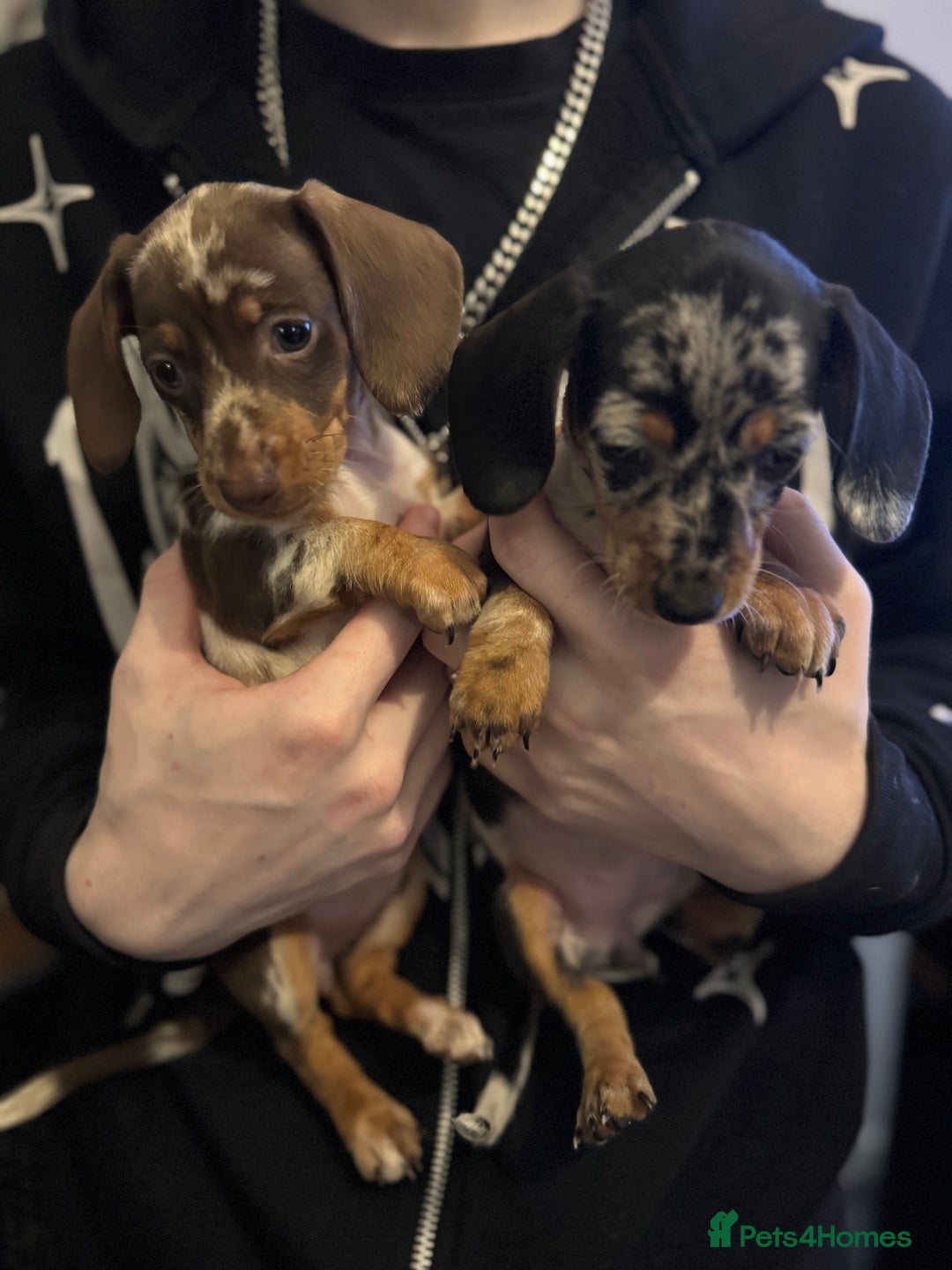 Dachshund dogs for sale: **** Absolutely Stunning Babies **** - Advert 10