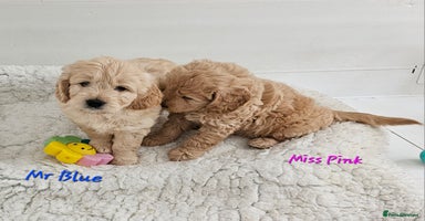 Goldendoodle dogs - Advert 3