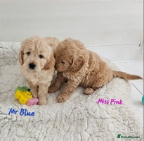 Goldendoodle dogs - Advert 6