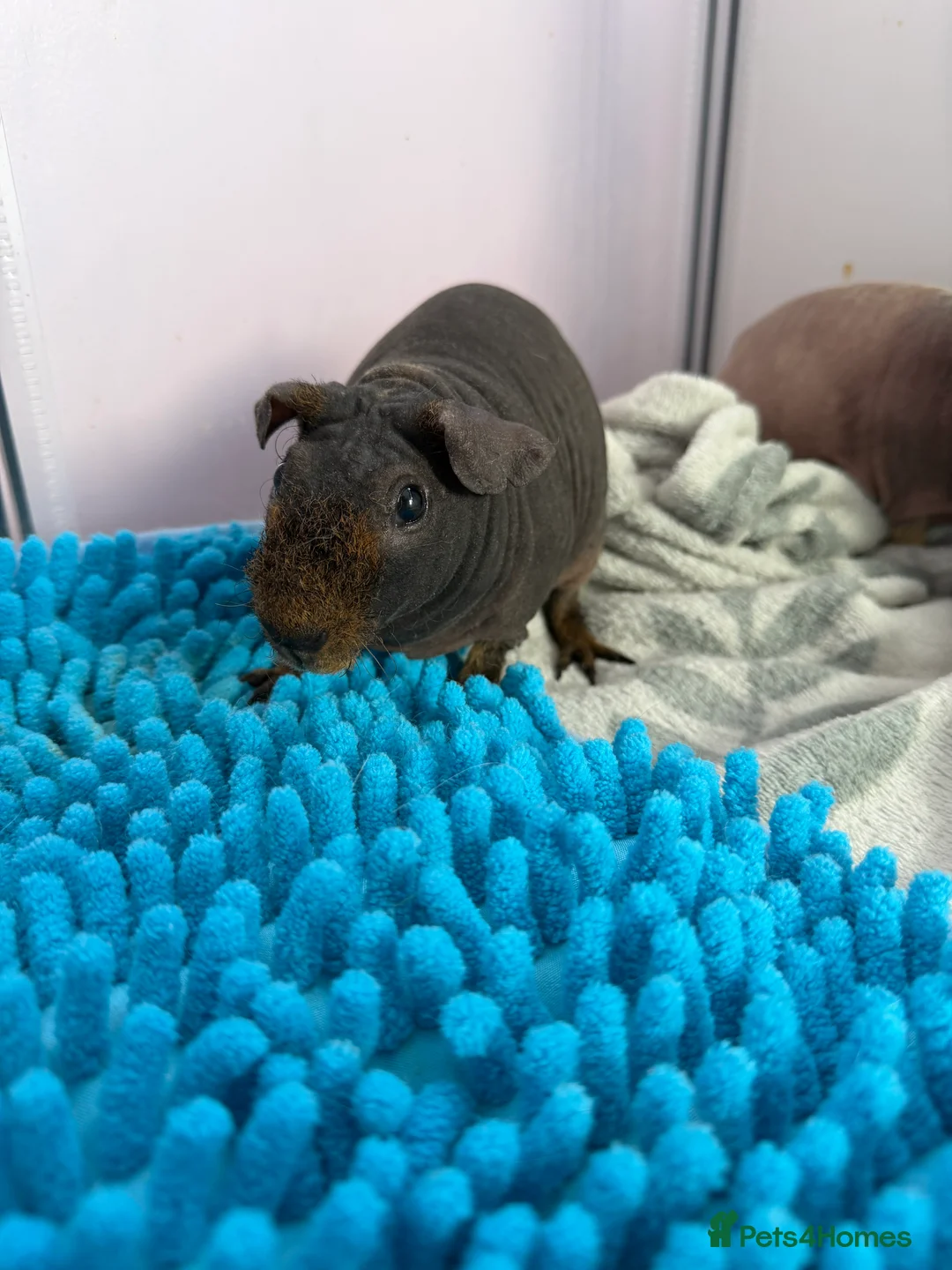 Guinea Pig rodents for sale: 2 male skinny pigs for sale  - Advert 4
