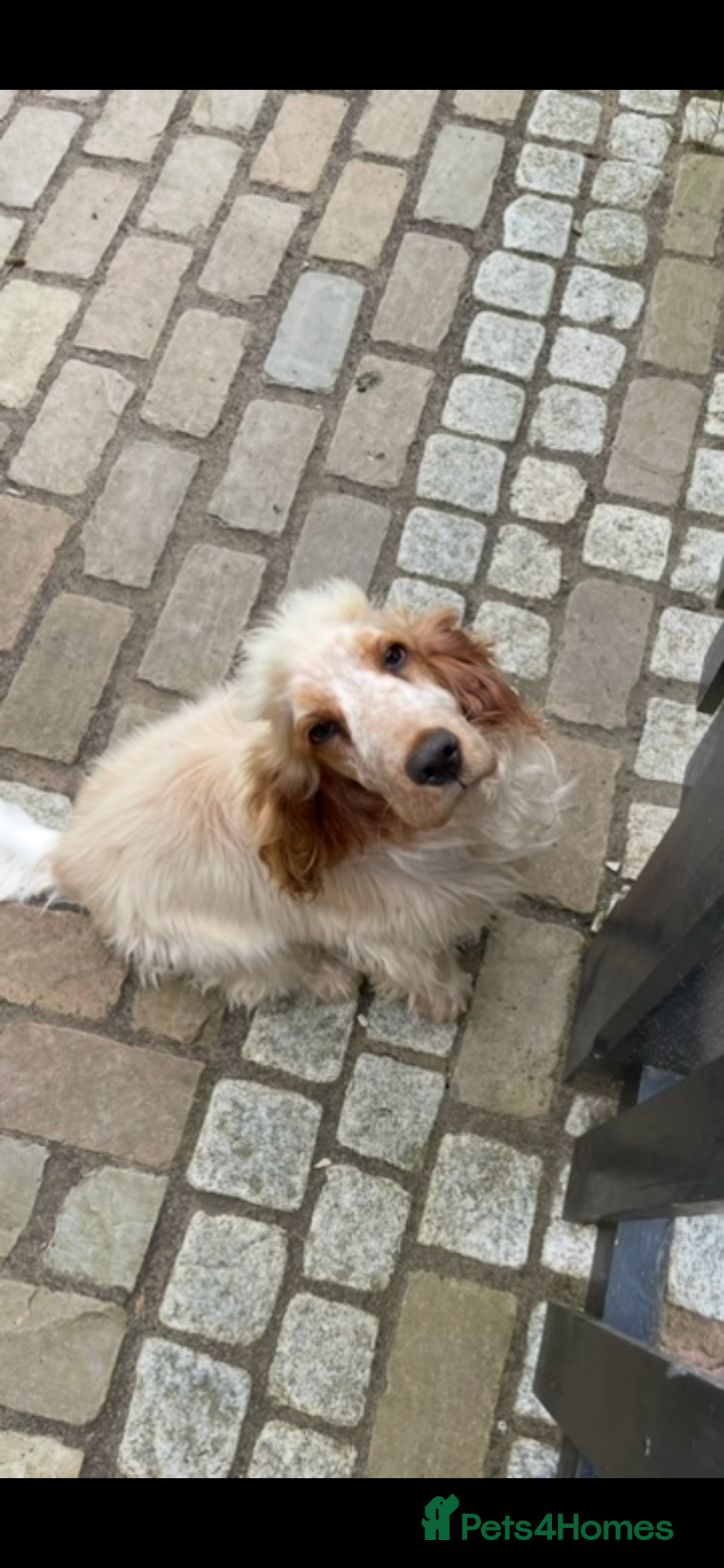 Cocker Spaniel dogs Cocker spaniels, KC, health checked puppies - Advert 15