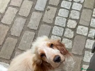 Cocker Spaniel dogs Cocker spaniels, KC, health checked puppies - Advert 15