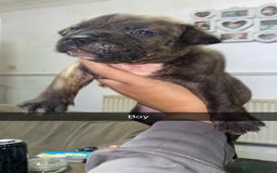 Staffordshire Bull Terrier dogs for sale: Staffy pups carry blue  - Advert 7