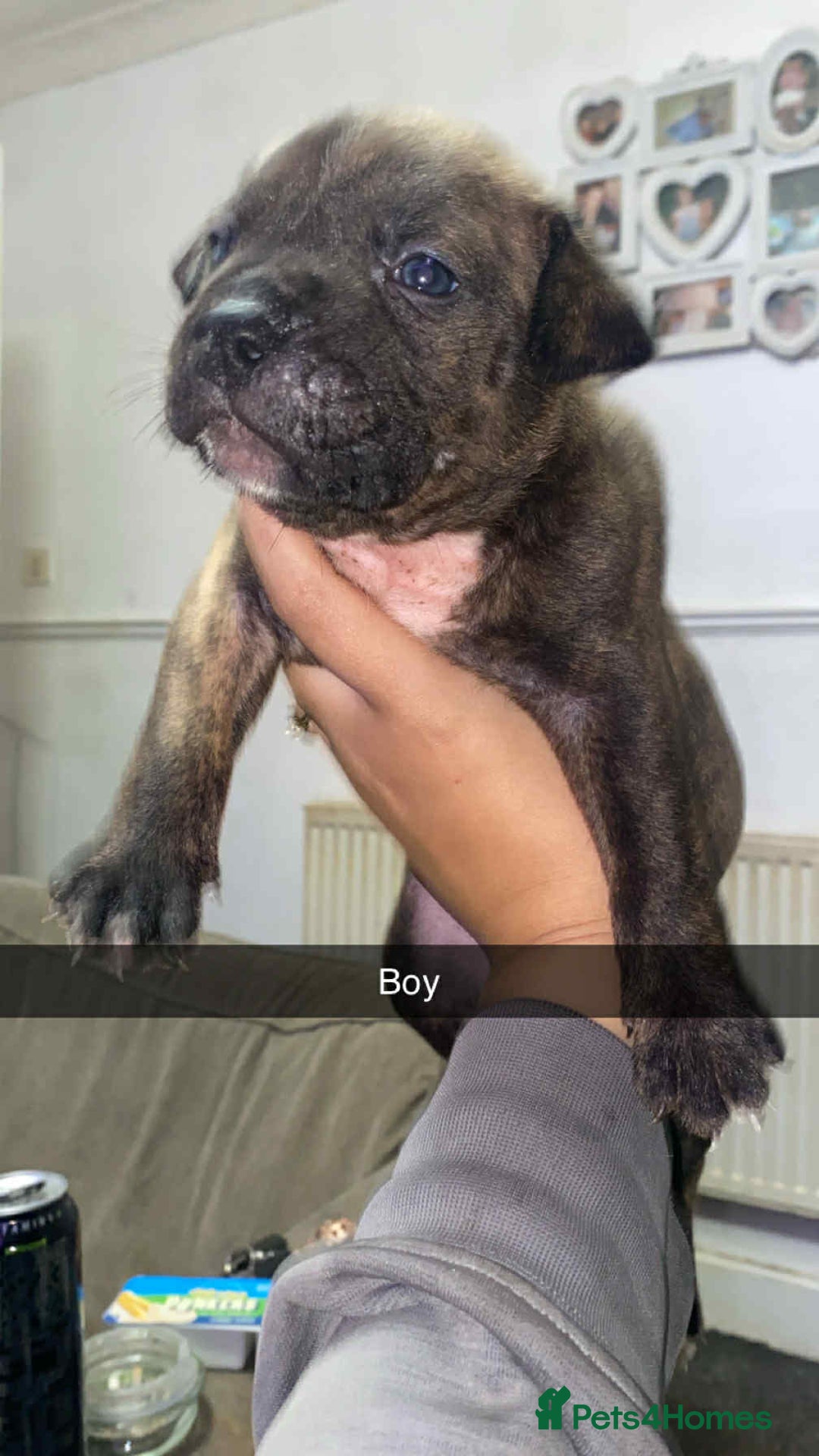 Staffordshire Bull Terrier dogs for sale: Staffy pups carry blue  - Advert 7