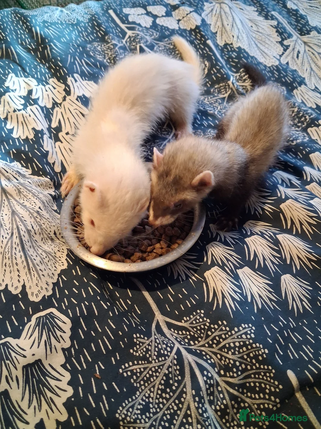 Ferret rodents for sale: Kits ready for new home - Advert 2