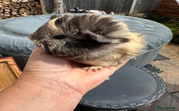 Guinea Pig rodents for sale: 2 pretty baby guinea pigs looking homes. - Image 8