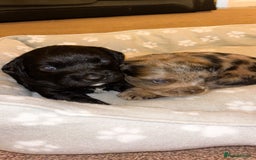 American Bully dogs for sale: RARE FLUFFY POCKET BULLIES - Image 4