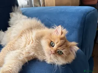 British Longhair cats British long hair golden NY11 in Manchester - Advert 1