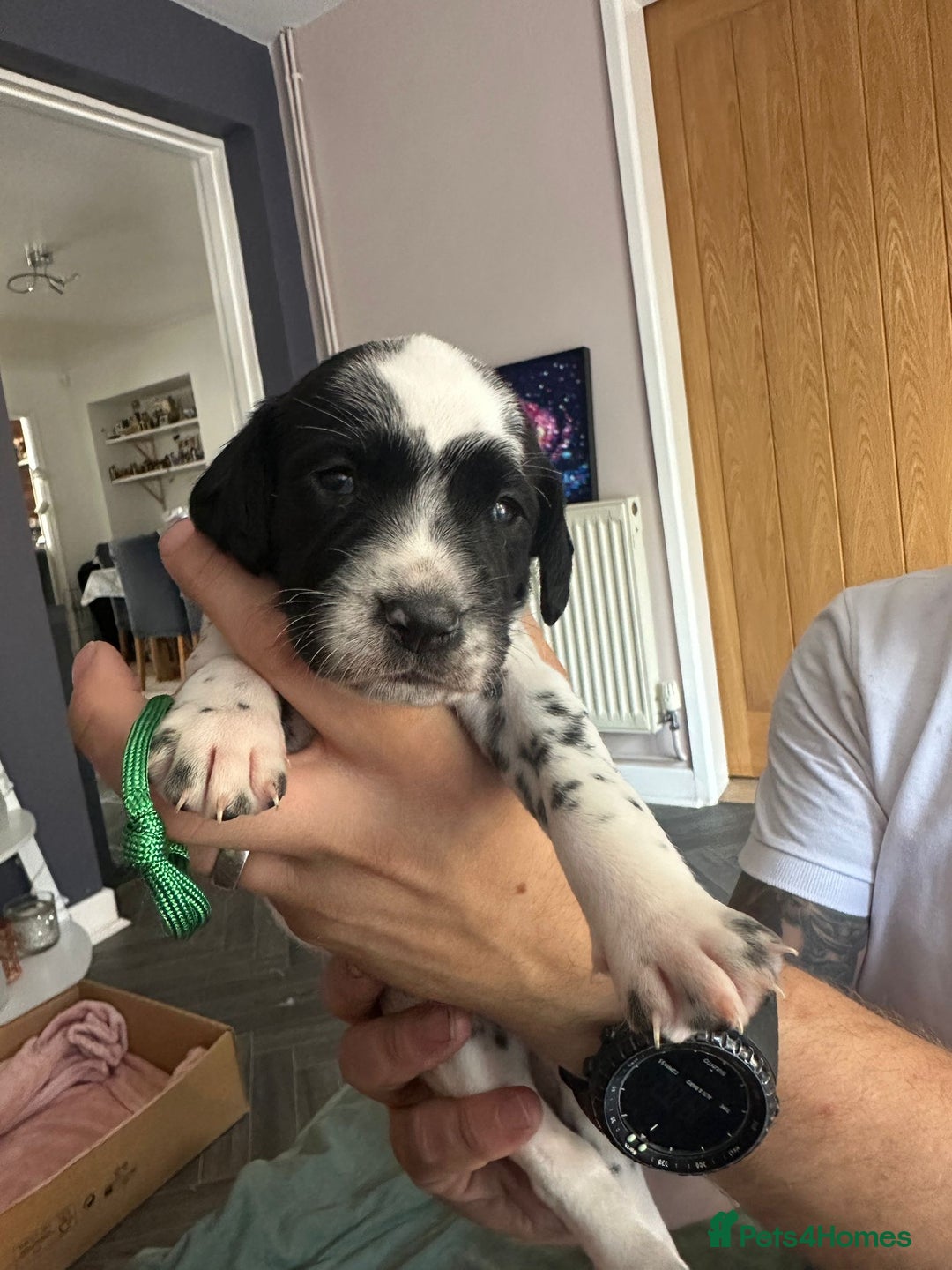 Mixed Breed dogs for sale: Springer Spaniel cross Dalmatian - Image 11