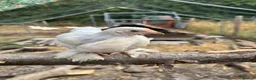 Chickens poultry for sale: Peking bantam in Leighton Buzzard - Advert 4