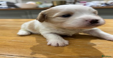 Mixed Breed dogs - Advert 12