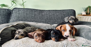 Dachshund dogs - Advert 8