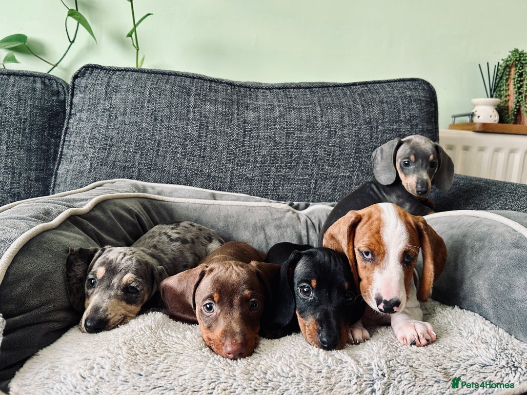 Dachshund dogs for sale: Only 2 boys and 2 girls left❤️💚🩵 - Image 2