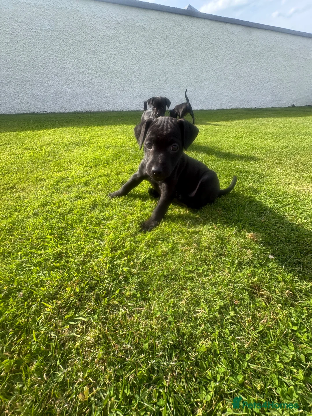 Patterdale Terrier dogs for sale: Patterdale Terrier Puppies  - Advert 11