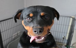 Rottweiler dogs for sale: Rottweiler female 6months - Image 3