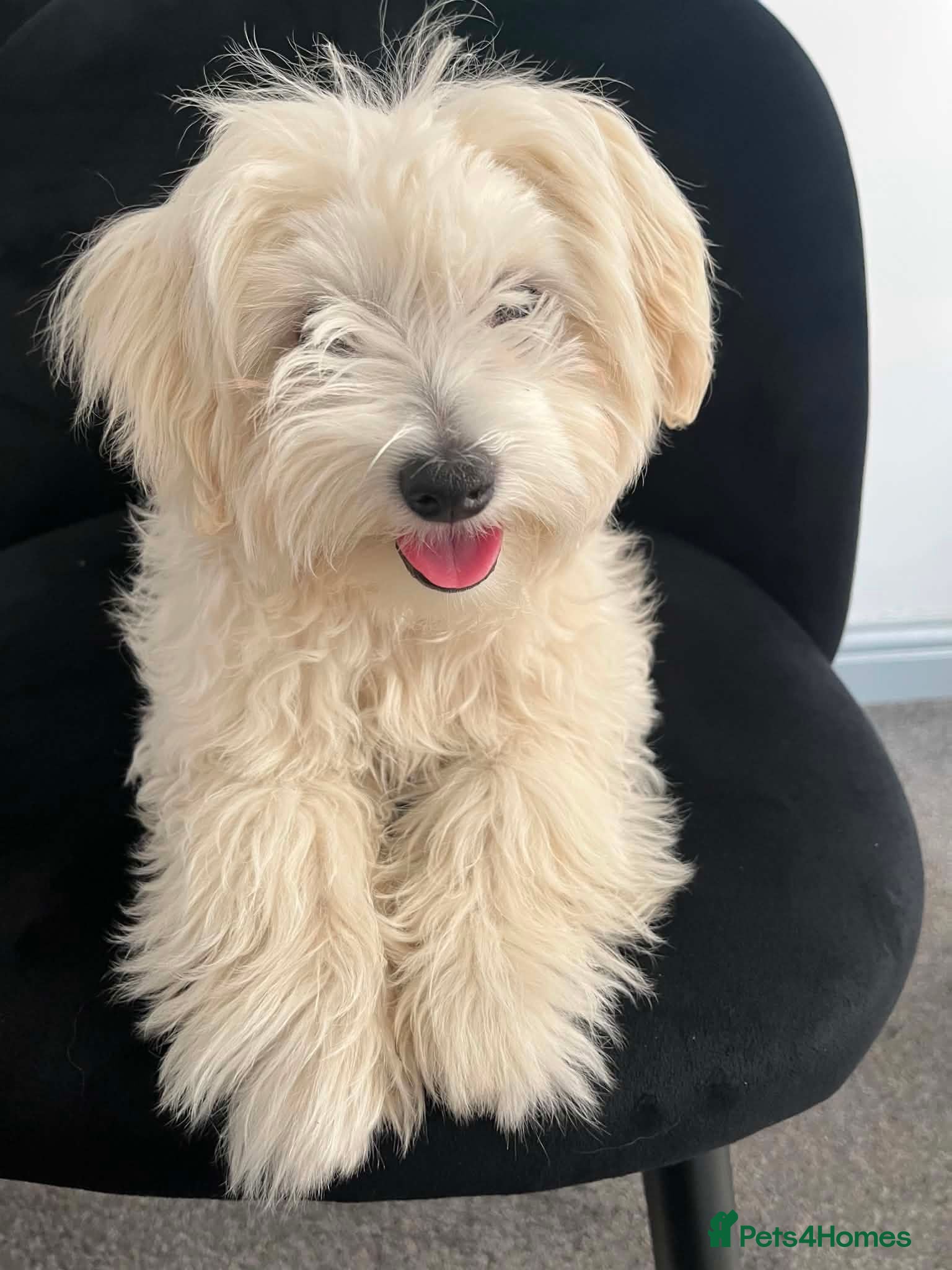Coton De Tulear dogs Coton de tulear  - Advert 2