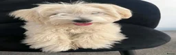 Coton De Tulear dogs for sale: Coton de tulear  in Sheffield - Advert 1
