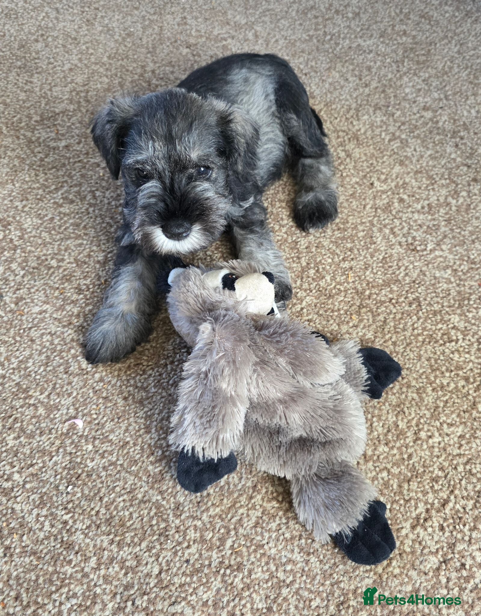 Miniature Schnauzer dogs for sale: Beautiful Miniature Schnauzers - Advert 1