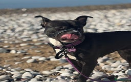 Mixed Breed dogs for sale: Poppy  - Image 2