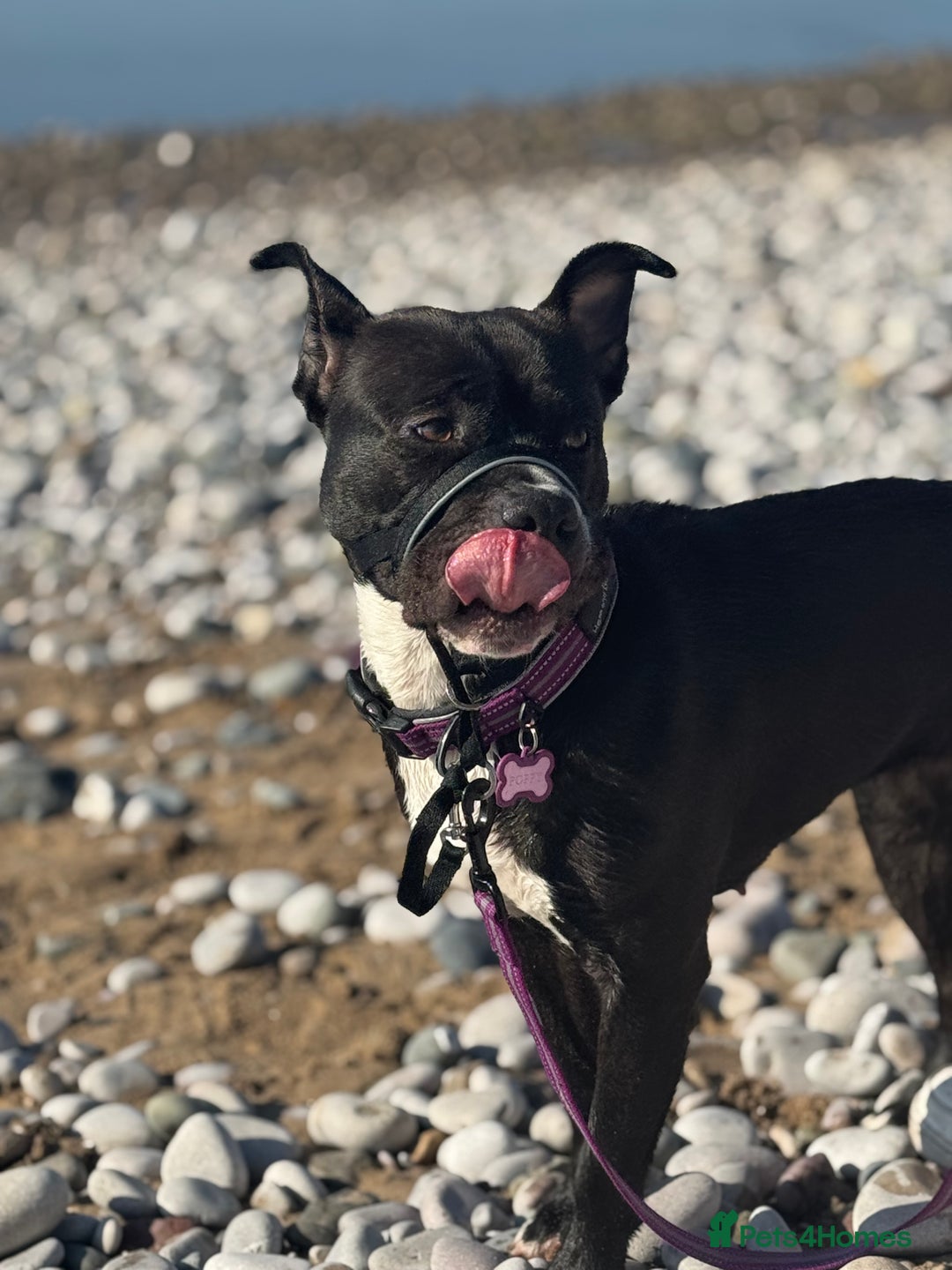 Mixed Breed dogs for sale: Poppy  - Image 2