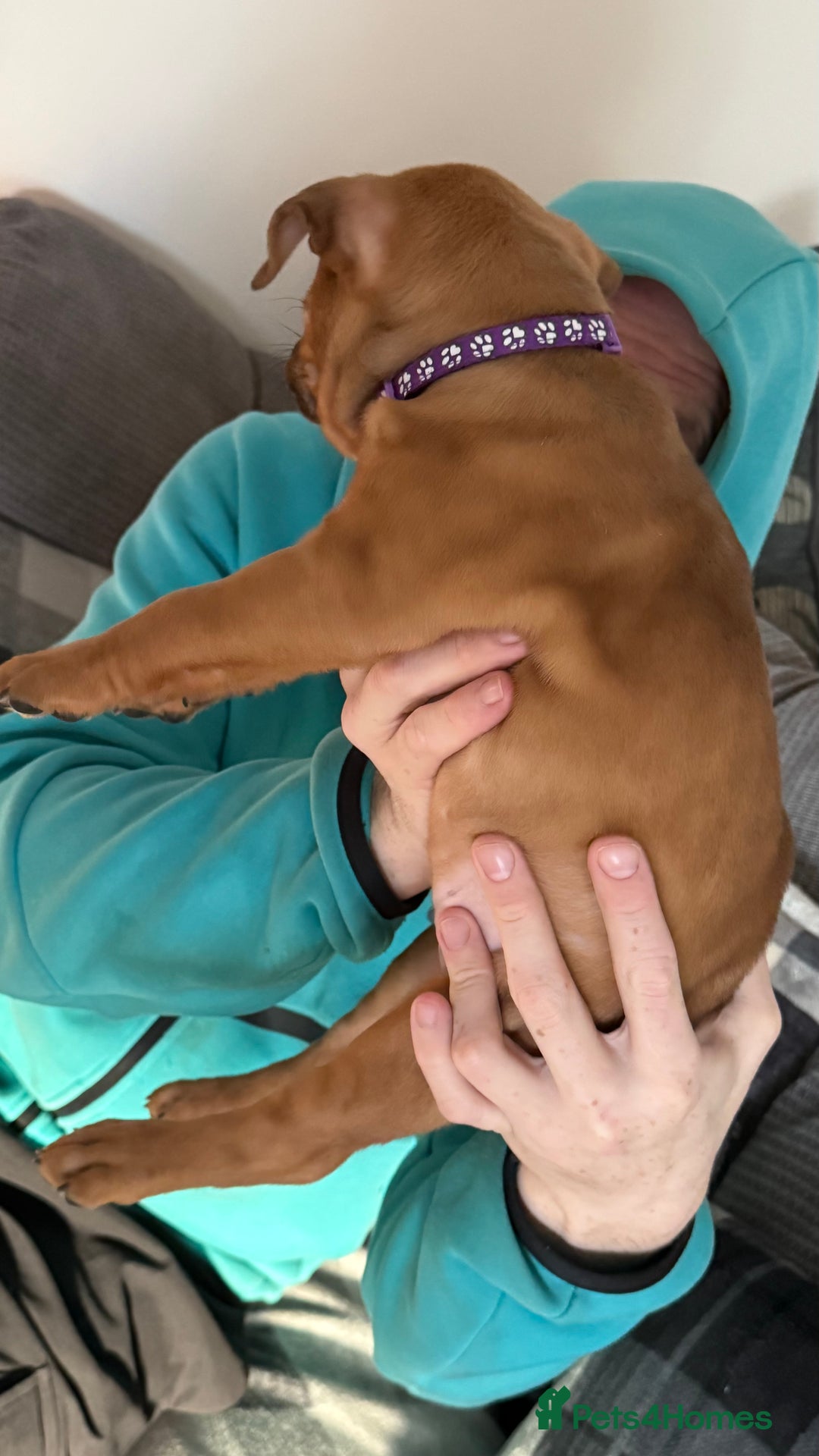 Mixed Breed dogs for sale: Bullmastiff x blue staffie last female pup!  - Advert 3