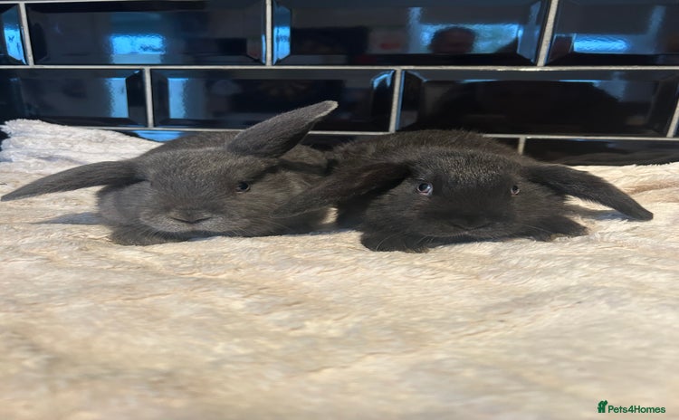 Mini Lop rabbits - Advert 5