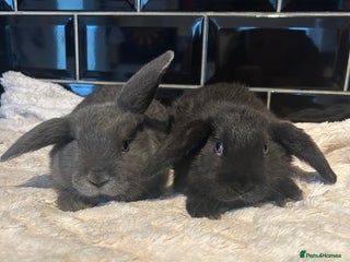 Mini Lop rabbits - Advert 1