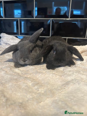 Mini Lop rabbits - Advert 5