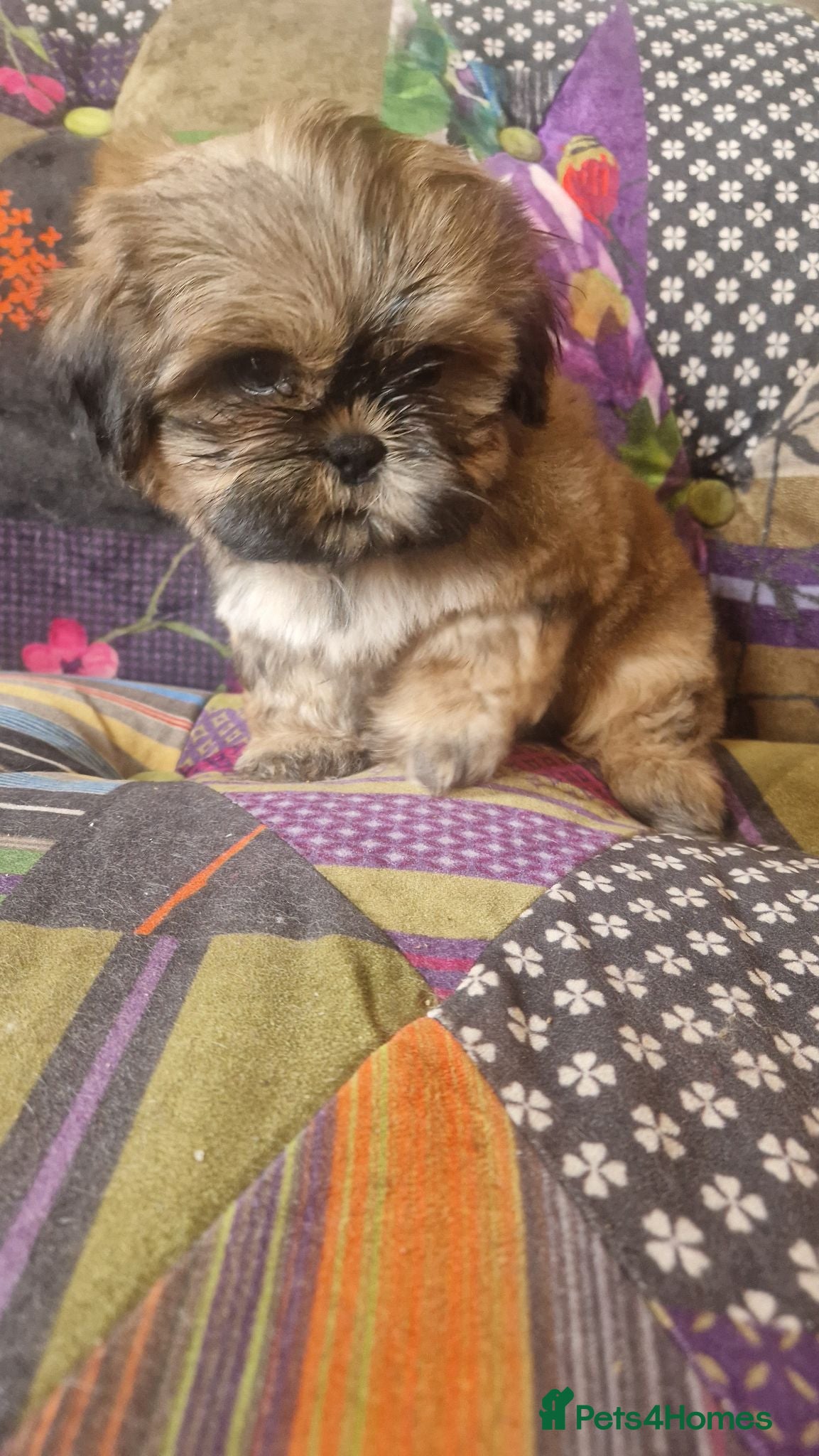 Shih Tzu dogs Shih-tzu pedigree puppies - Advert 2