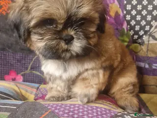 Shih Tzu dogs Shih-tzu pedigree puppies - Advert 2