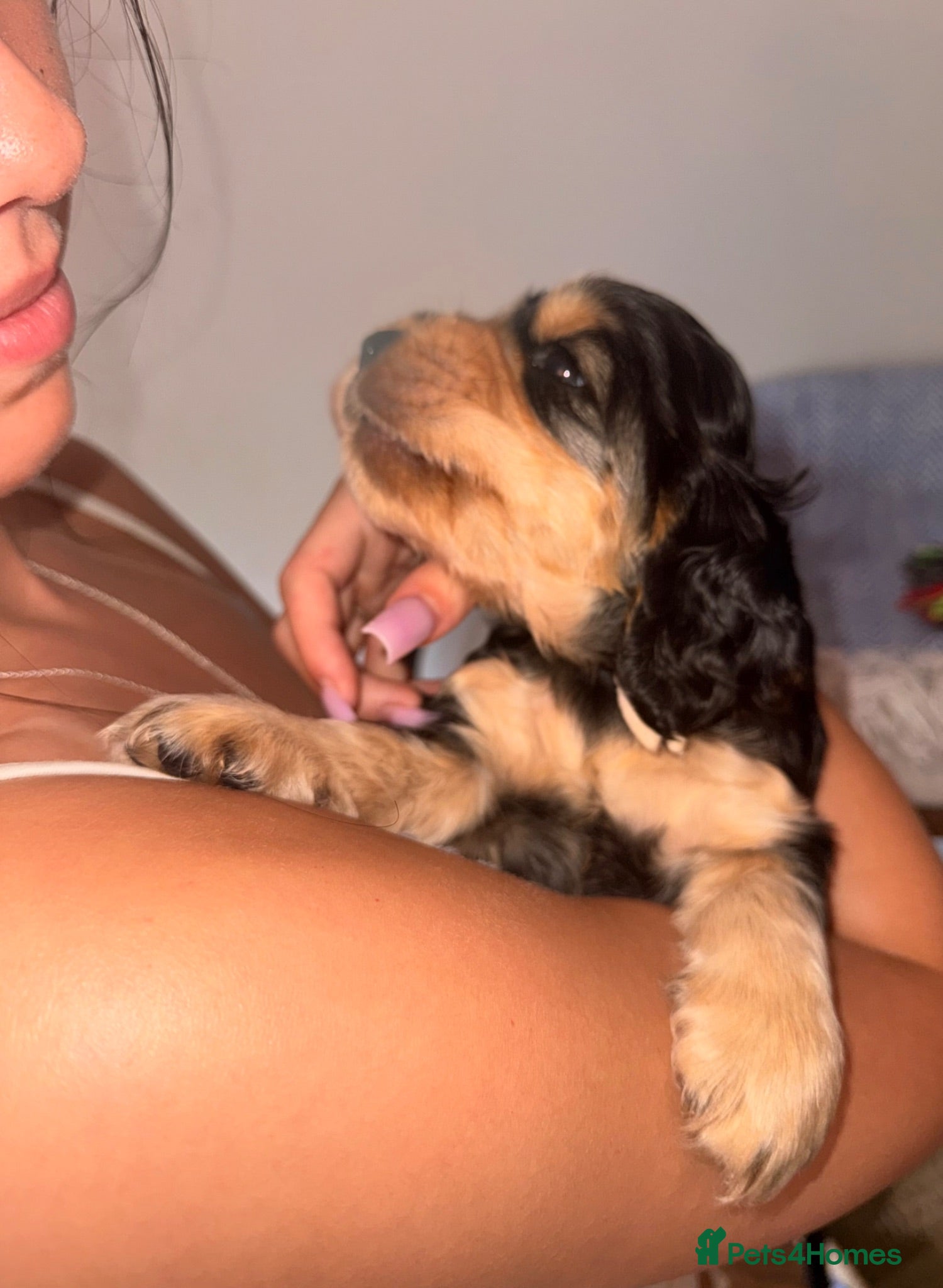 Cocker Spaniel dogs KC registered Black & Tan Sable Boy 🩵 - Advert 1