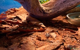 Frog reptiles for sale: Amazon milk frogs  - Image 2