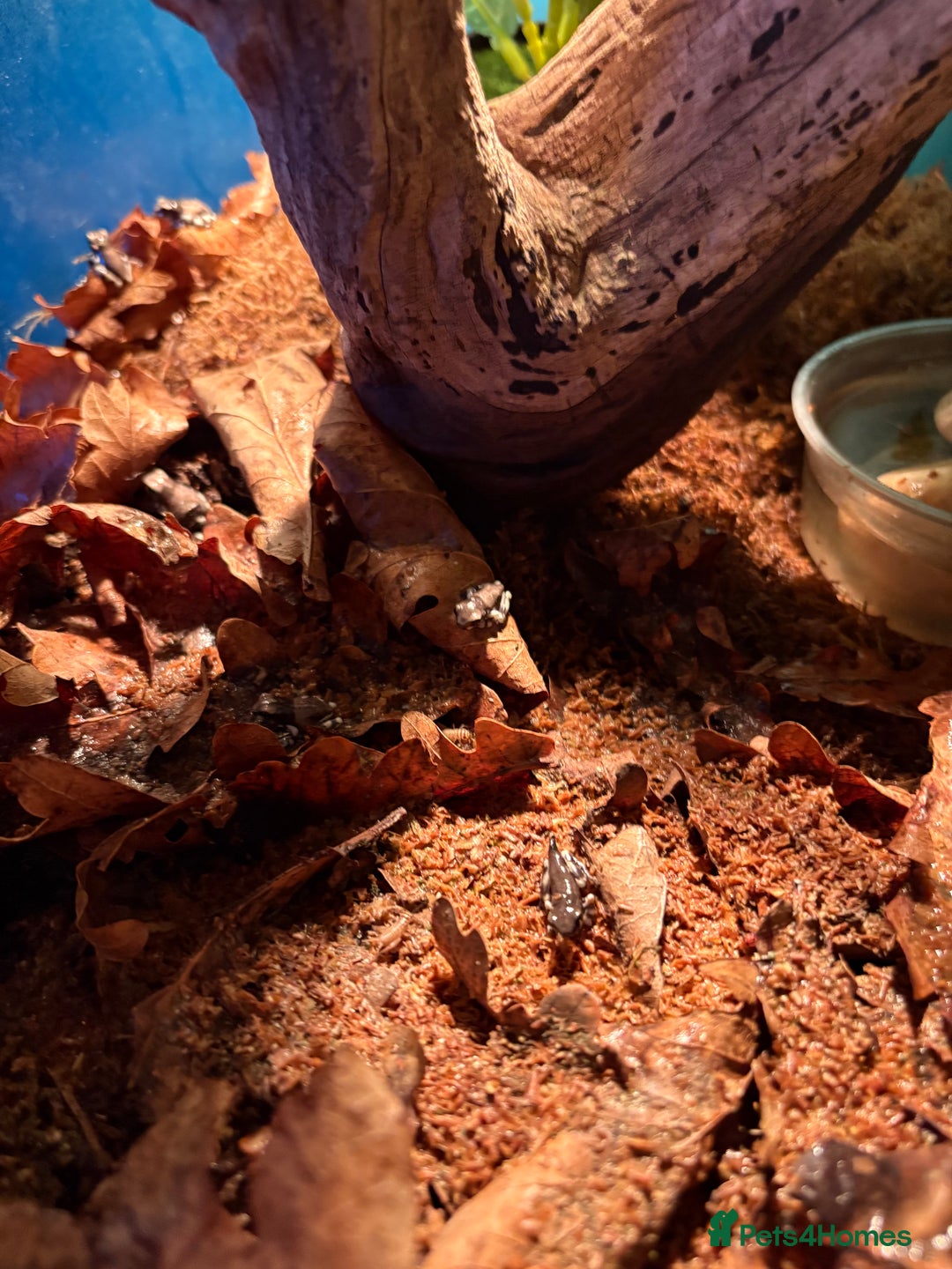 Frog reptiles for sale: Amazon milk frogs  - Image 2
