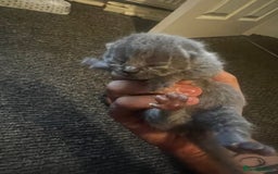 British Shorthair cats for sale: British shorthair kittens  - Image 6