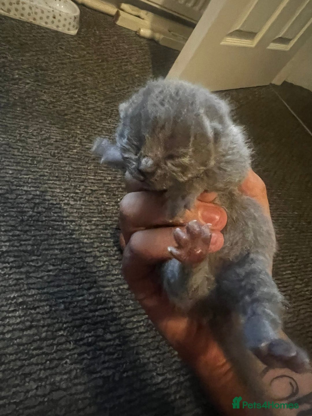 British Shorthair cats for sale: British shorthair kittens  - Image 6