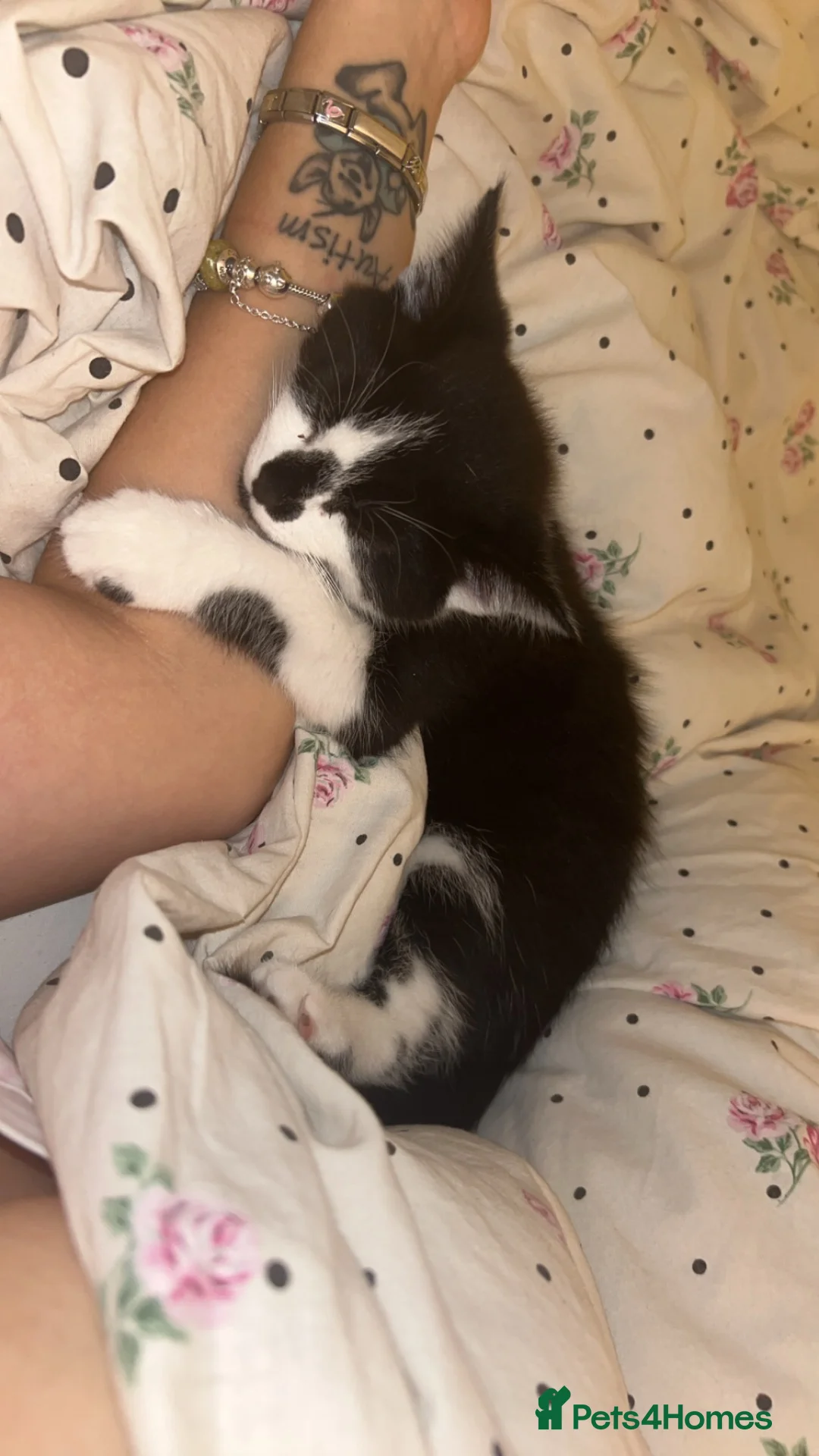 Mixed Breed cats for sale: Male Tuxedo in Rotherham - Advert 4
