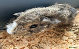 Guinea Pig rodents for sale: 3 Gorgeous Male Guinea Pigs  - Image 4