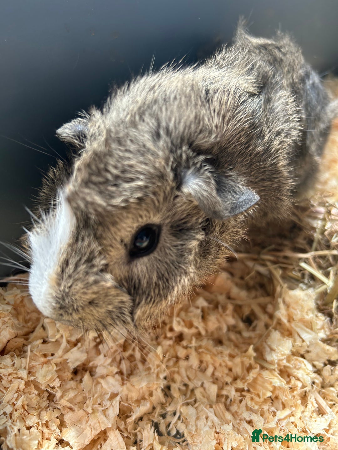 Guinea Pig rodents for sale: 3 Gorgeous Male Guinea Pigs  - Image 4