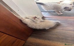 Ragdoll cats for sale: Ragdoll kittens - Image 32