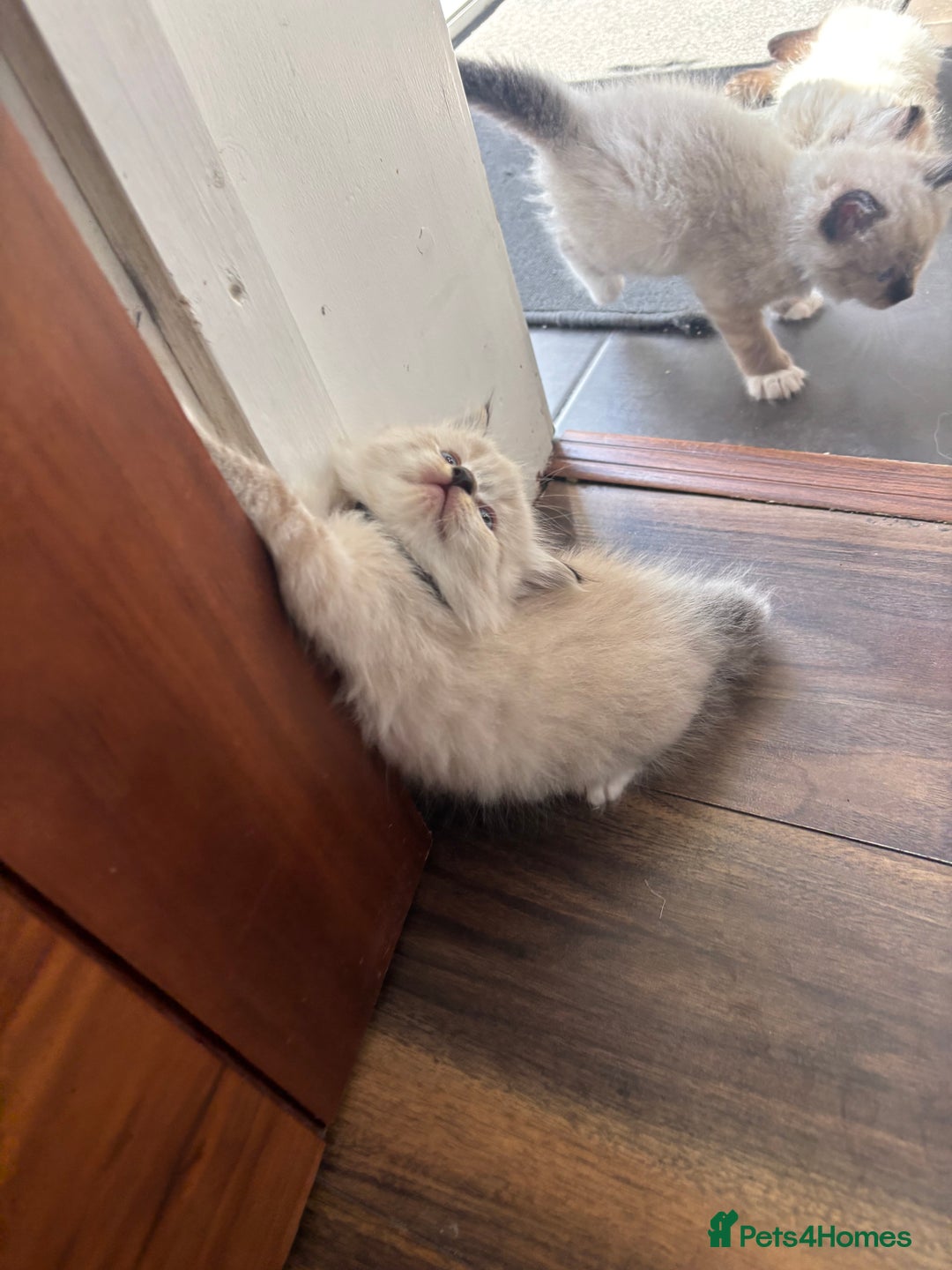 Ragdoll cats for sale: Ragdoll kittens - Image 32